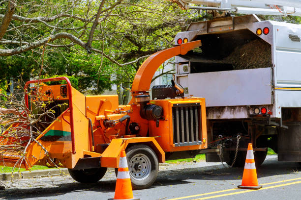 Best Tree and Shrub Care  in USA